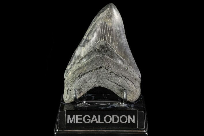 Serrated, Fossil Megalodon Tooth - Georgia #111517